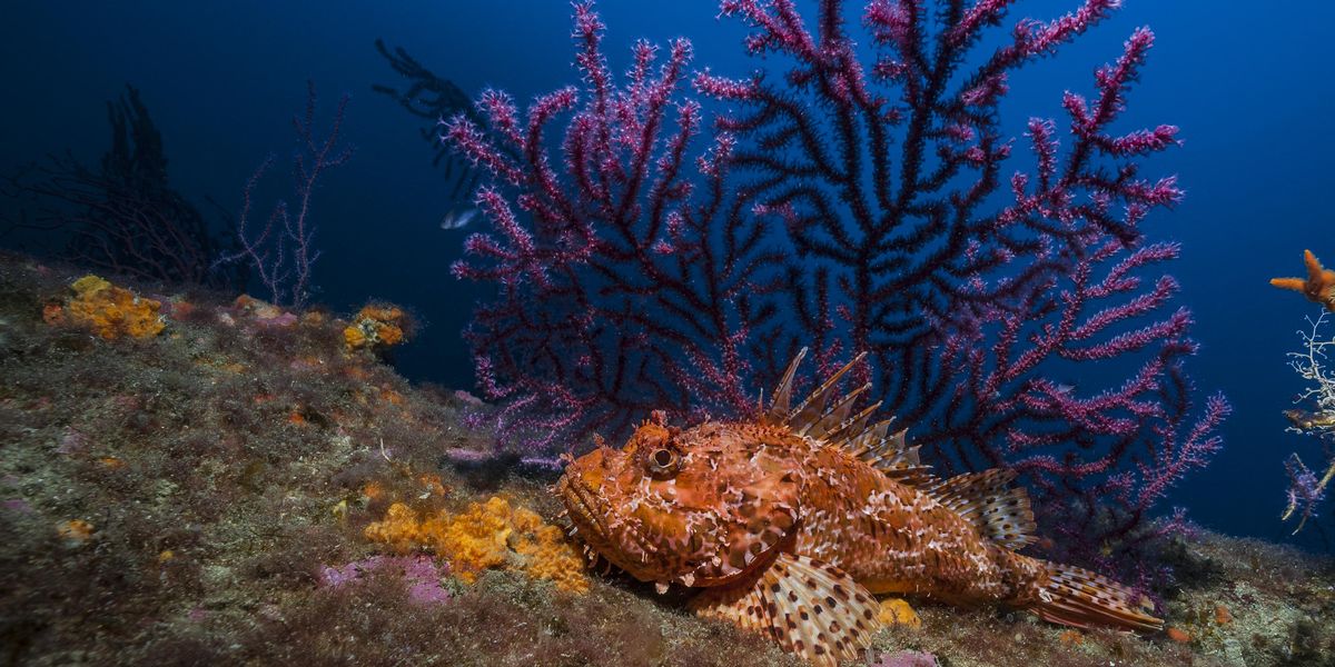 Underwater heat 'inferno' ravages Mediterranean corals