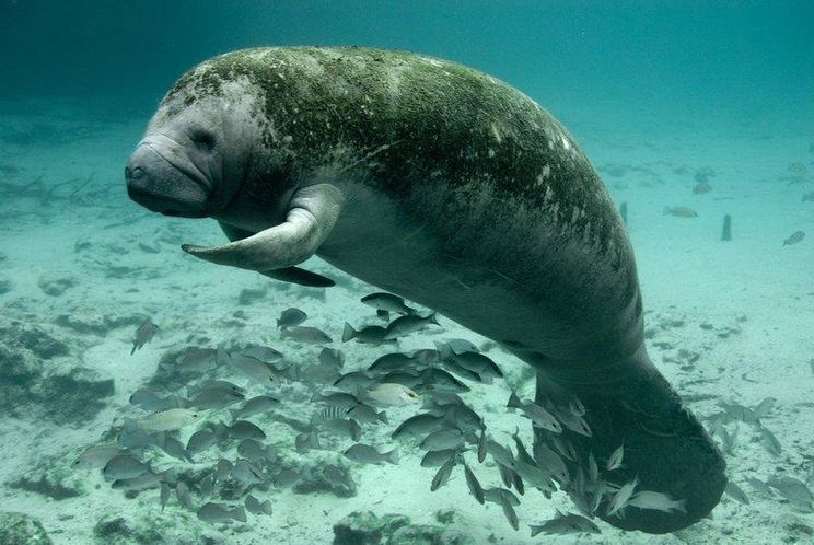 EPA to Be Sued for Failure to Protect Manatees From Water Pollution