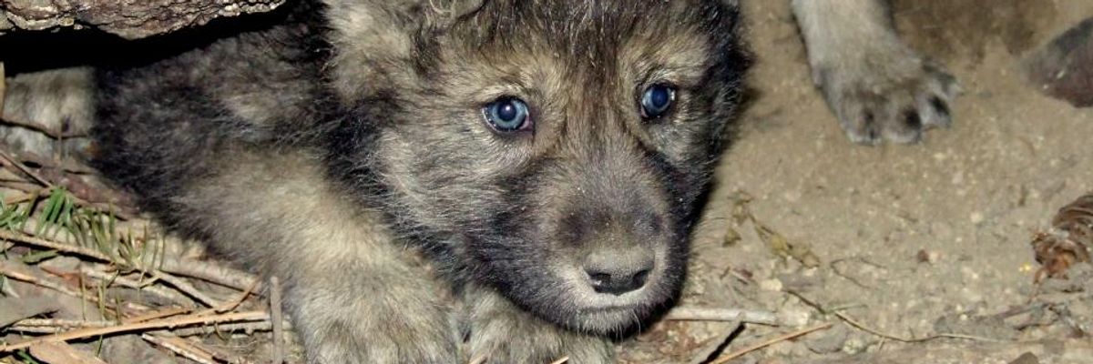 Gray wolf pup.