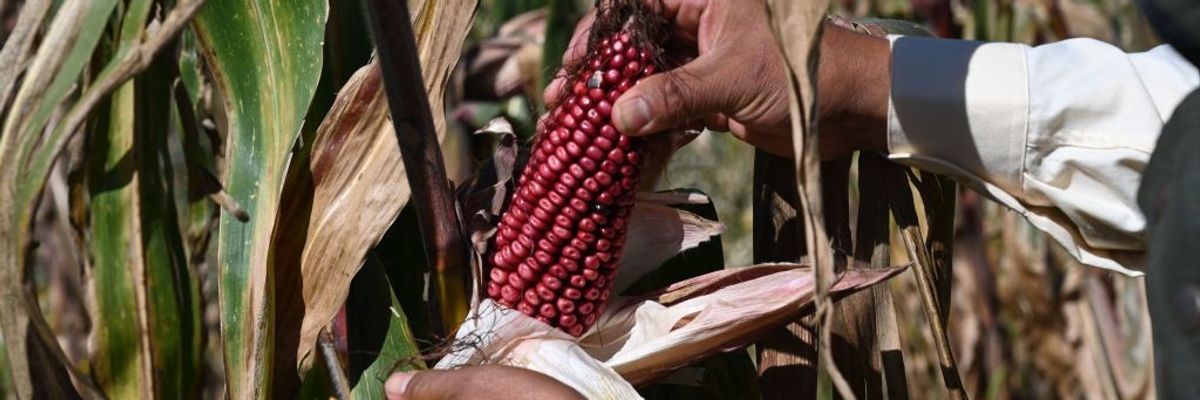 Mexican farmer Arnulfo Melo show harvested corn from his organic corn field 