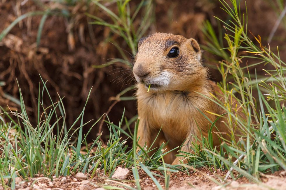 'Grim' Report Warns 40% of US Animals at Risk of Extinction