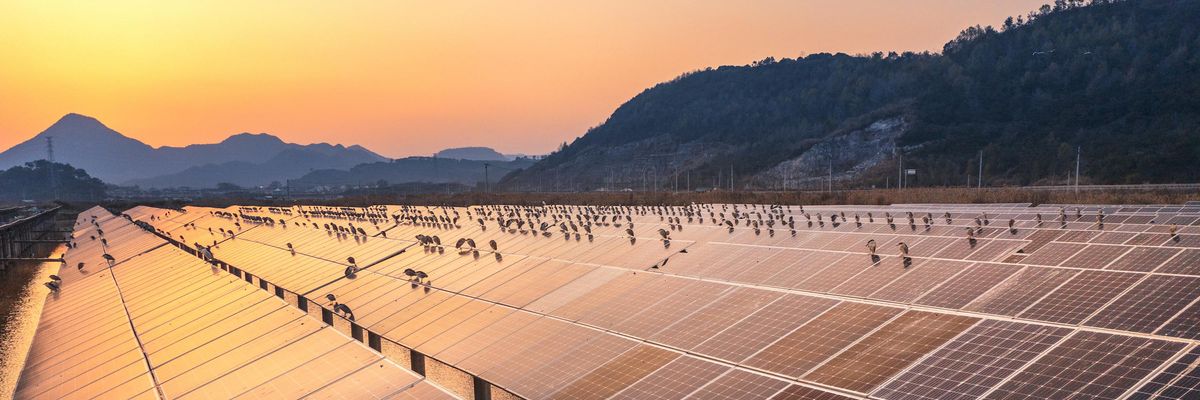 Swarms of night herons sit on a solar photovoltaic panel in Ninghai County, Zhejiang Province, China.