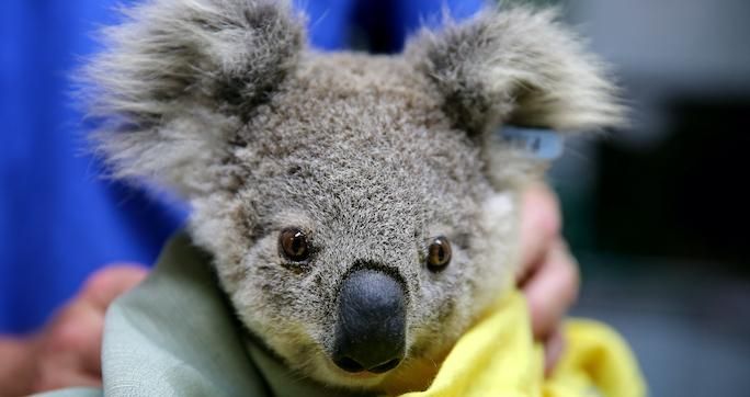 'Without Urgent Govt Intervention,' Koalas Face Extinction in New South