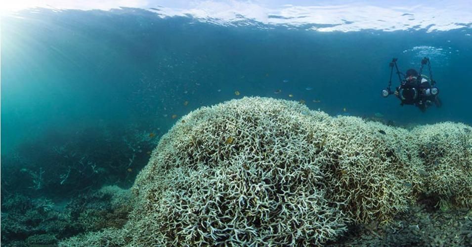 'Red Alert': Great Barrier Reef Severe Bleaching Raised To Highest