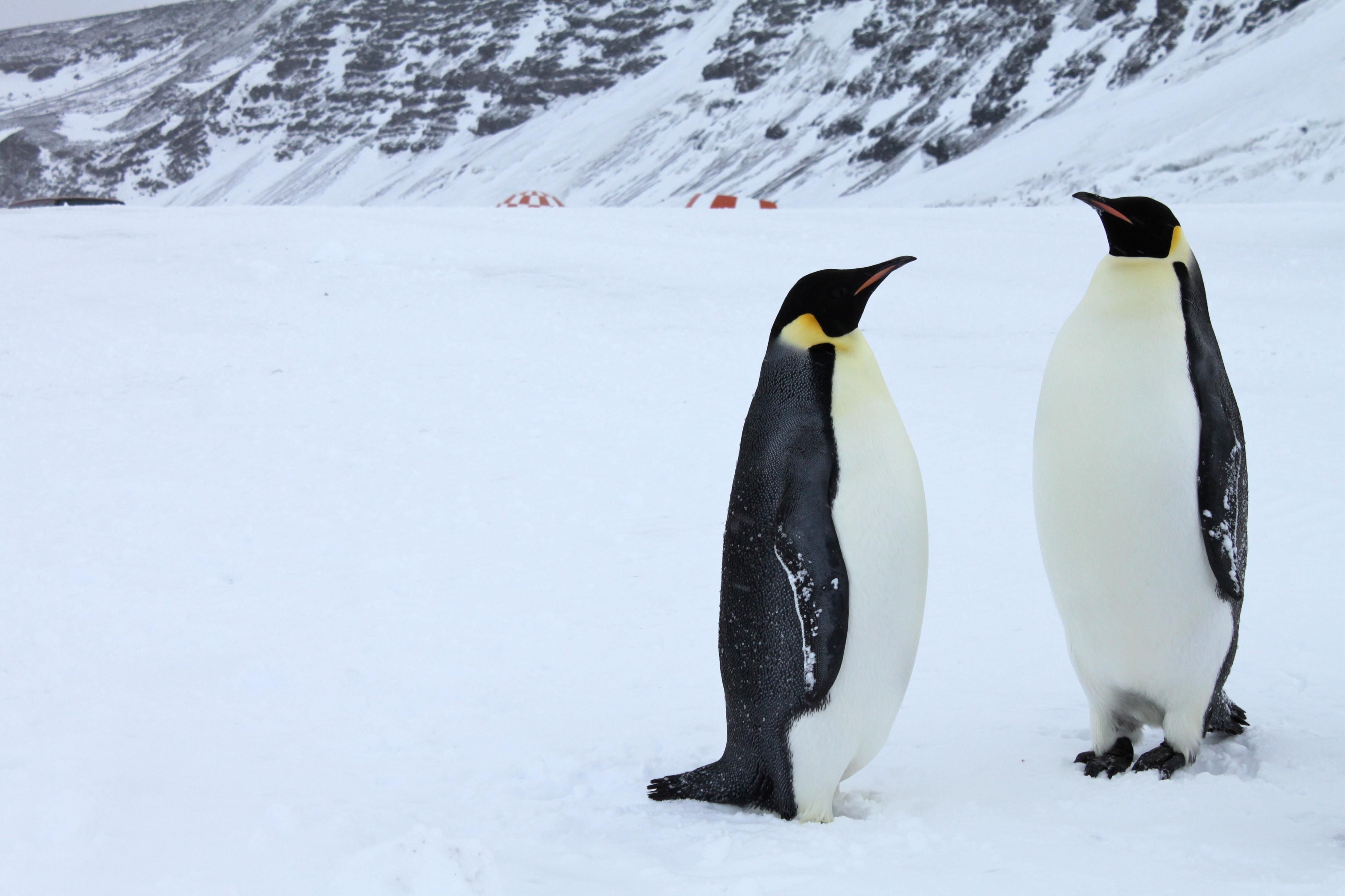 New Protections For Emperor Penguin Reflect ‘Growing Extinction Crisis ...